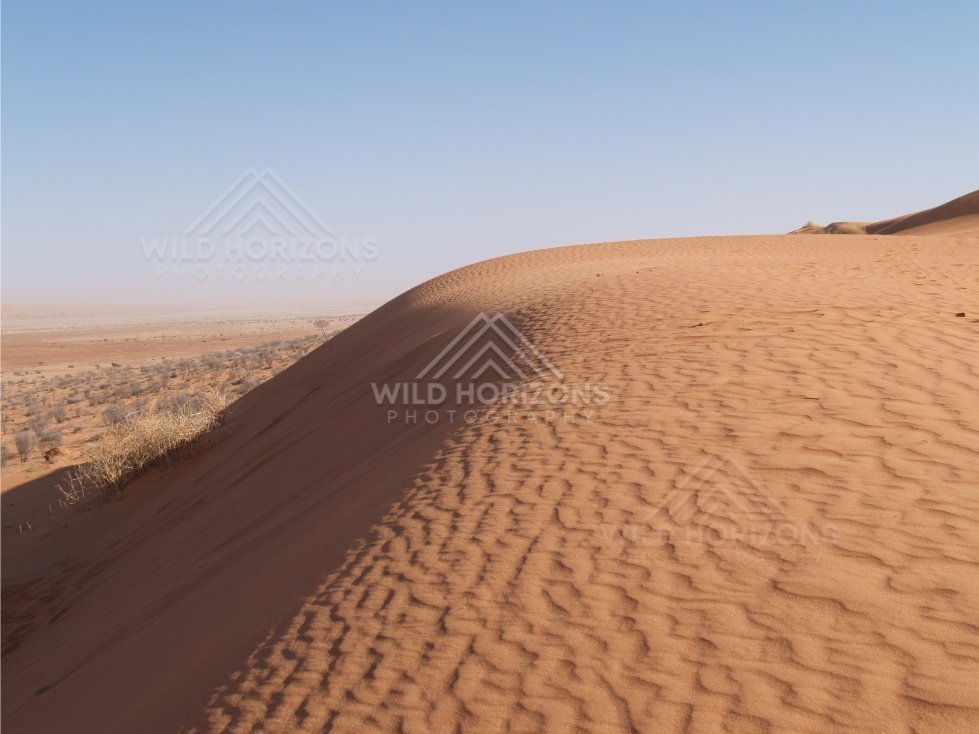 Curved sand dune crest with ripples. Simpson Desert, Australia.