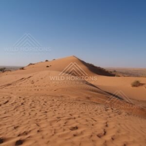 Central dune peak with tracks. Simpson Desert, Australia.