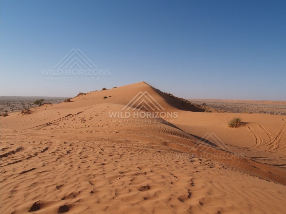 Central dune peak with tracks. Simpson Desert, Australia.