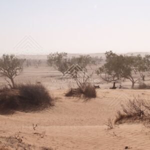 Low visibility desert in dust. Simpson Desert, Australia.