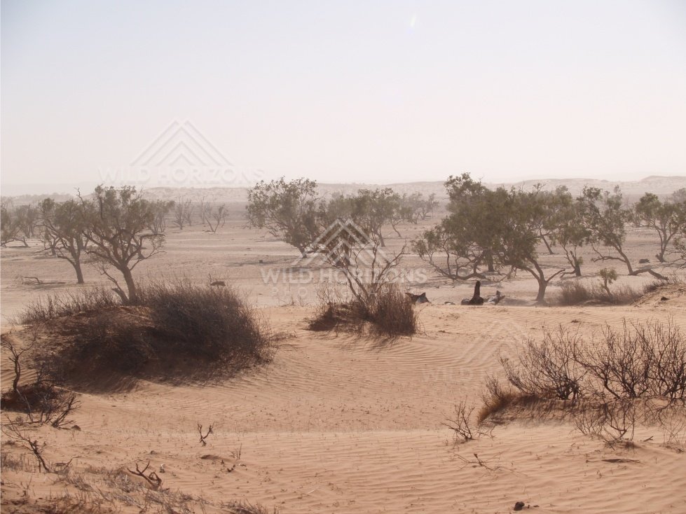 Low visibility desert in dust. Simpson Desert, Australia.
