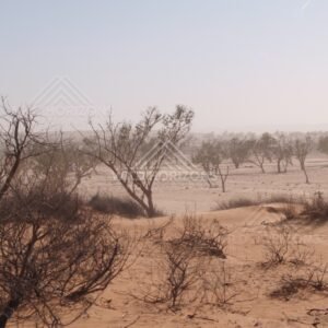 Twisted trees in dust storm. Simpson Desert, Australia.