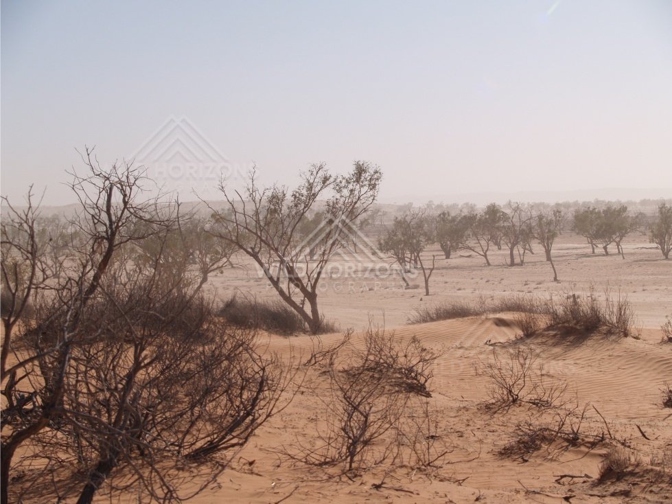 Twisted trees in dust storm. Simpson Desert, Australia.
