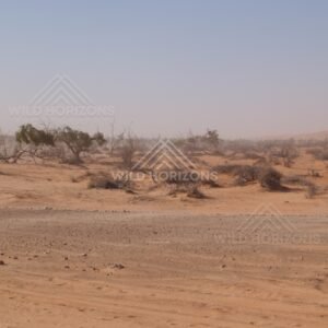 Broad plain in heavy haze. Simpson Desert, Australia.
