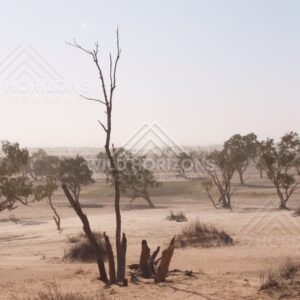 Dead tree trunk in dusty plain. Simpson Desert, Australia.