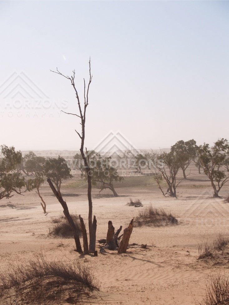 Dead tree trunk in dusty plain. Simpson Desert, Australia.