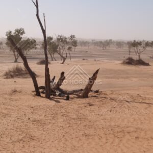 Fallen stump on orange sand. Simpson Desert, Australia.