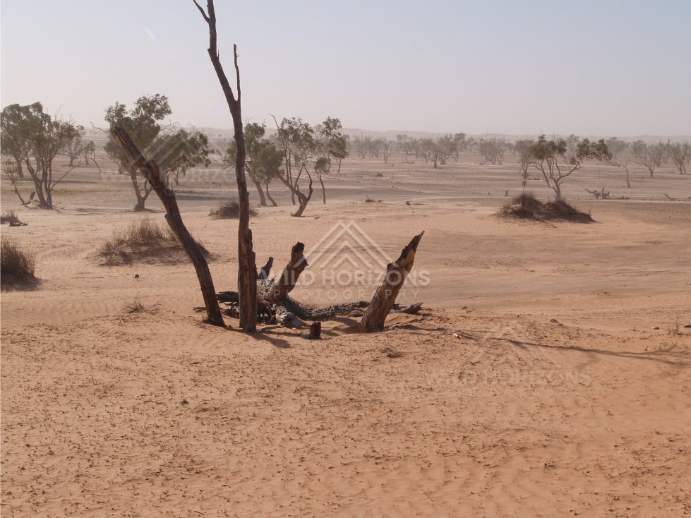 Fallen stump on orange sand. Simpson Desert, Australia.