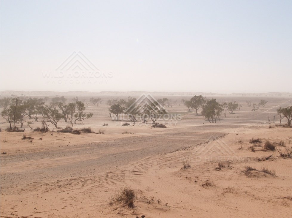 Desert road through sandy country. Simpson Desert, Australia.