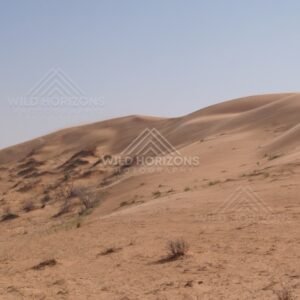 Large dunes in clear light. Simpson Desert, Australia.
