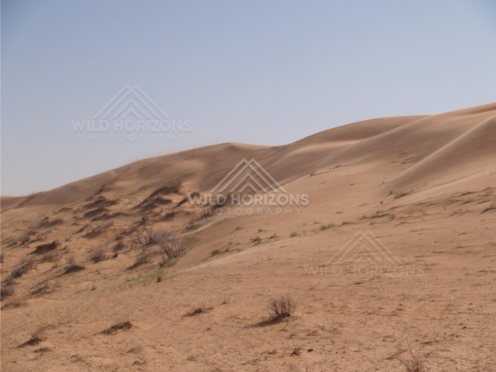 Large dunes in clear light. Simpson Desert, Australia.