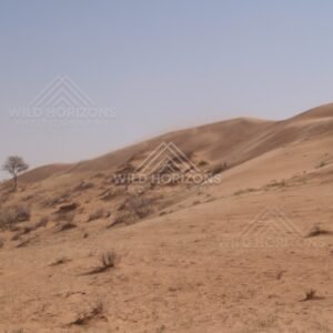Rolling dunes from ground level. Simpson Desert, Australia.