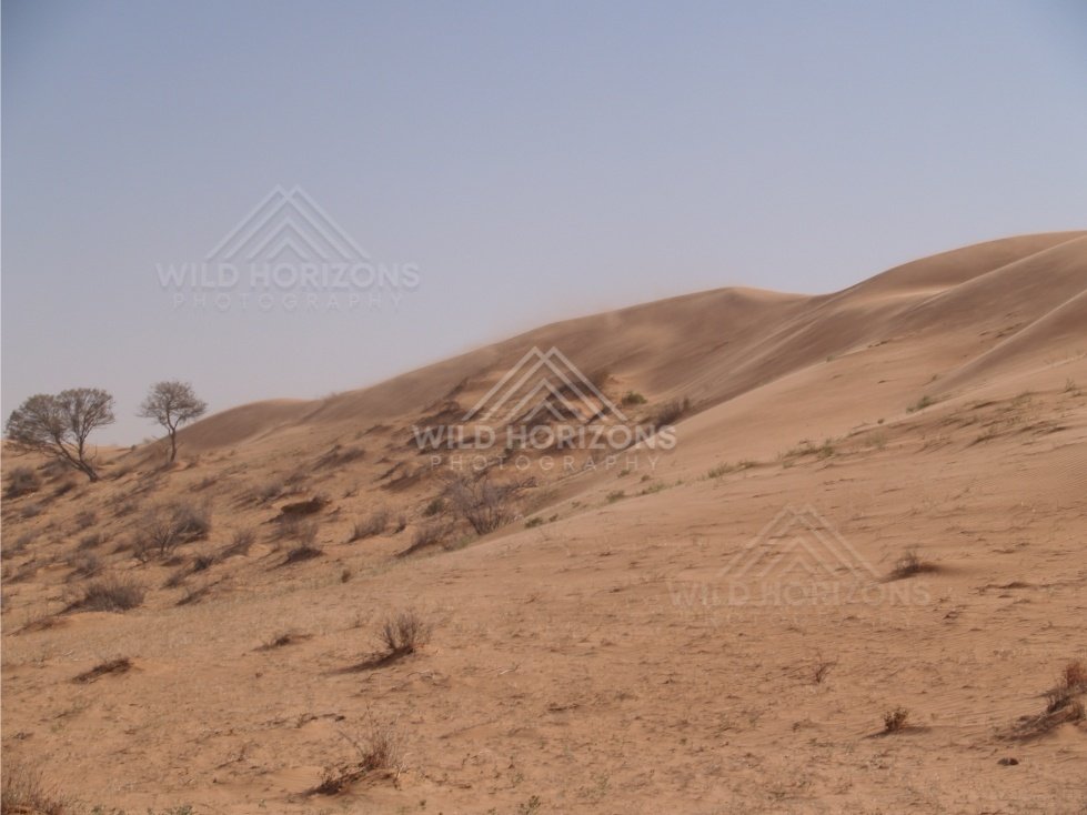 Rolling dunes from ground level. Simpson Desert, Australia.