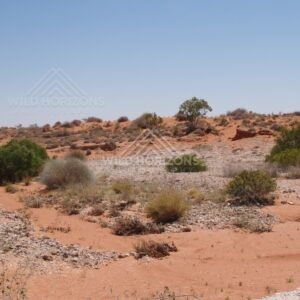 Landscape toward Windorah. Queensland, Australia.