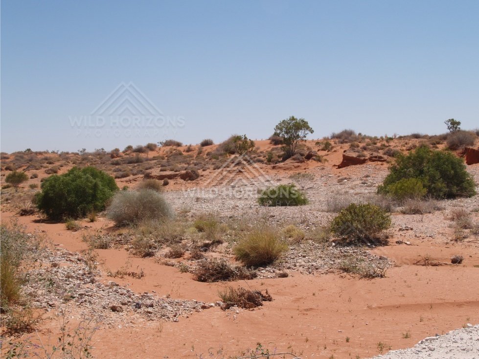Landscape toward Windorah. Queensland, Australia.