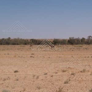 Remote homestead on arid flats. Queensland, Australia.