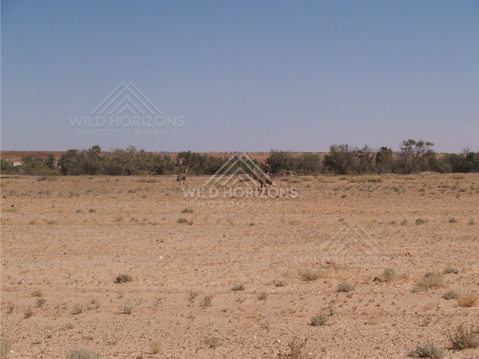 Remote homestead on arid flats. Queensland, Australia.
