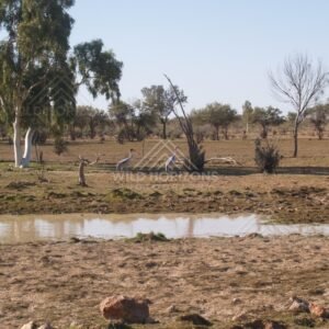 Brolga birds at outback waterhole. Queensland, Australia.