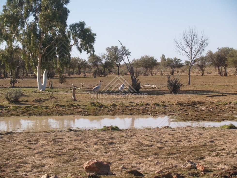 Brolga birds at outback waterhole. Queensland, Australia.