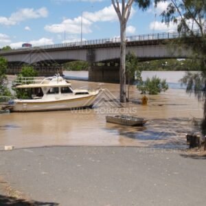 Moored cruiser in floodwater. Rockhampton, Australia.