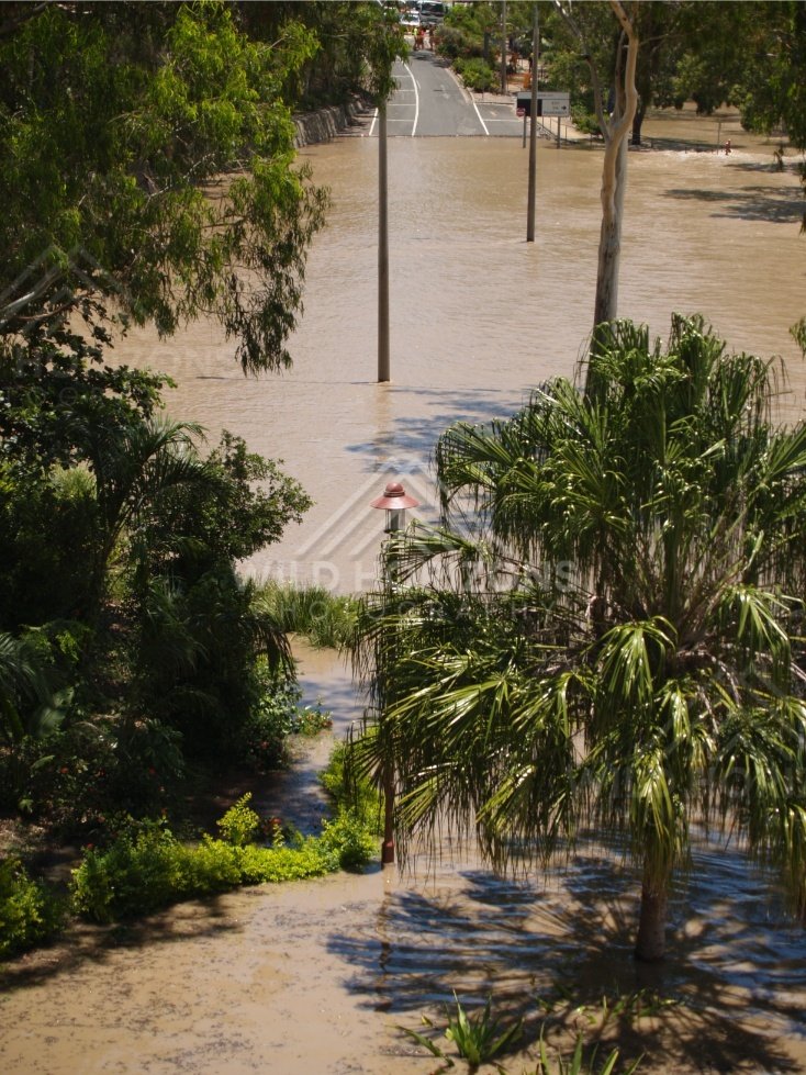 Street pole and palms in floodwater. Rockhampton, Australia.