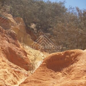 Eucalypts above layered sandstone. Rainbow Beach, Australia.