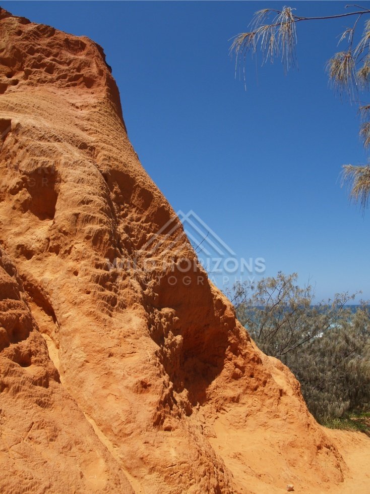 Textured sandstone face with coastal tree. Rainbow Beach, Australia.