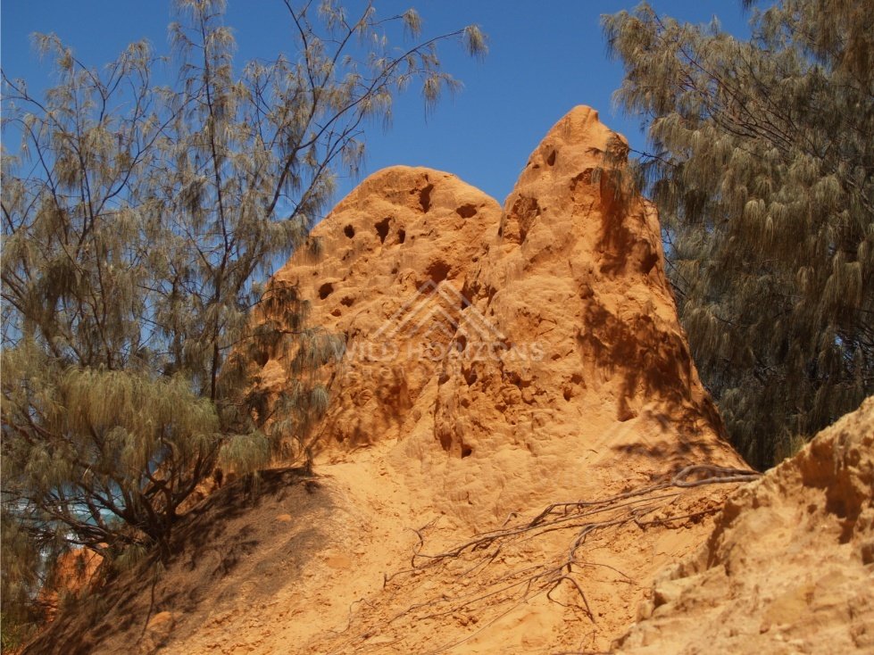 Pinnacle of the Coloured Sands. Rainbow Beach, Australia.