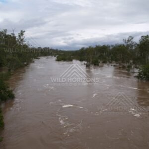 Flooded Burnett River channel. Mundubbera, Australia.