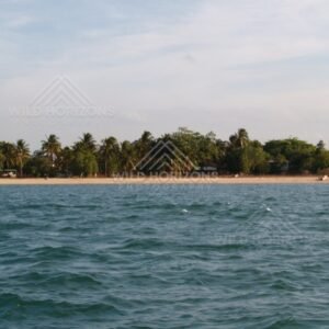 Palm-lined mainland beach viewed from the sea. Cape York, Queensland, Australia.