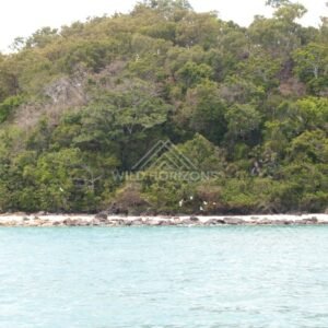 Lush green forested island with coral shoreline. Seisia, Queensland, Australia.