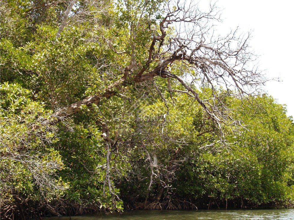 Dense riverside vegetation and overhanging trees. Seisia, Queensland, Australia.