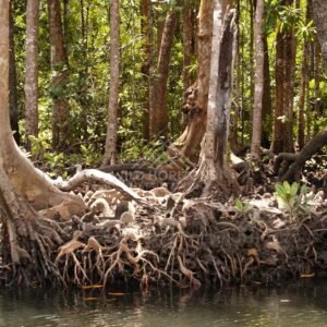 Mangrove roots exposed along dark creek water. Seisia, Queensland, Australia.