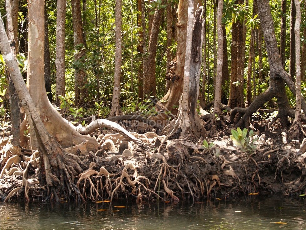 Mangrove roots exposed along dark creek water. Seisia, Queensland, Australia.