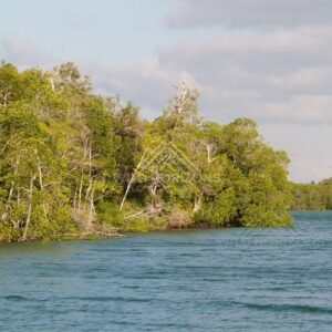 Mangrove-lined river channel in bright daylight. Seisia, Queensland, Australia.