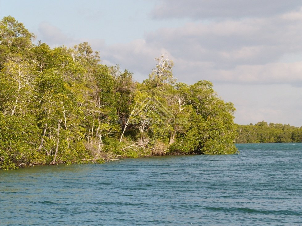 Mangrove-lined river channel in bright daylight. Seisia, Queensland, Australia.
