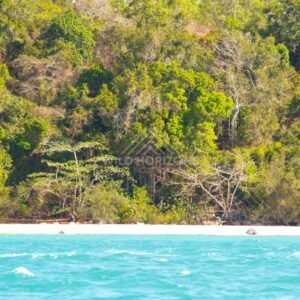 Tropical shoreline where forest meets bright water. Seisia, Queensland, Australia.