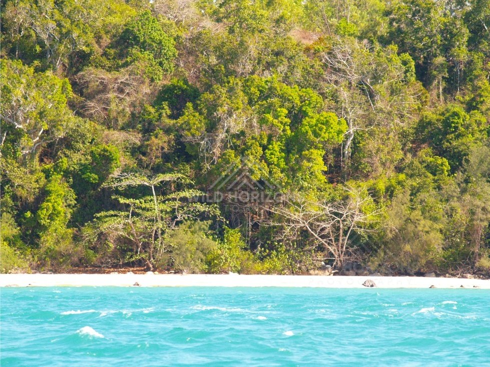 Tropical shoreline where forest meets bright water. Seisia, Queensland, Australia.