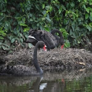 Black Swans Nesting on a Billabong. Mary River Region, Northern Territory, Australia.