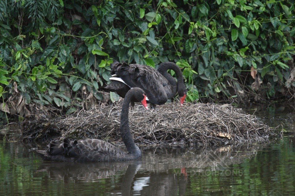 Black Swans Nesting on a Billabong. Mary River Region, Northern Territory, Australia.