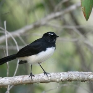 Willie Wagtail Resting in Open Woodland. Normanton, Queensland, Australia.
