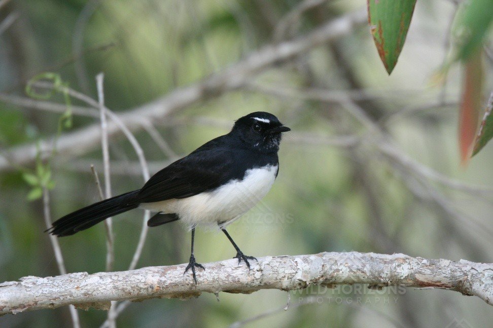 Willie Wagtail Resting in Open Woodland. Normanton, Queensland, Australia.