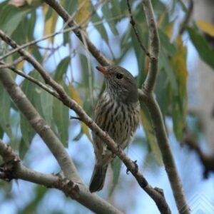 Brown Honeyeater Perched in Woodland Tree. Pine Creek, Northern Territory, Australia.