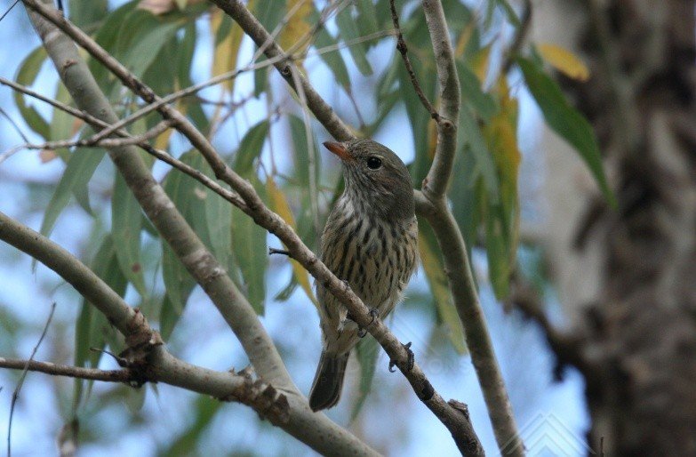 Brown Honeyeater Perched in Woodland Tree. Pine Creek, Northern Territory, Australia.