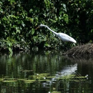 Great Egret Standing on a Nest Above Water. Jabiru, Northern Territory, Australia.