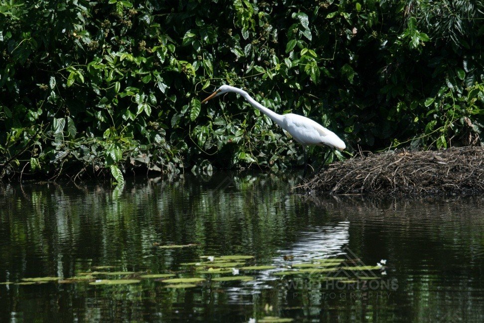 Great Egret Standing on a Nest Above Water. Jabiru, Northern Territory, Australia.