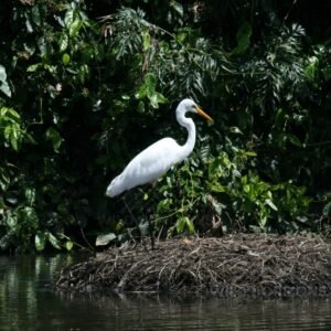Great Egret Nesting in Wetland Vegetation. Jabiru, Northern Territory, Australia.