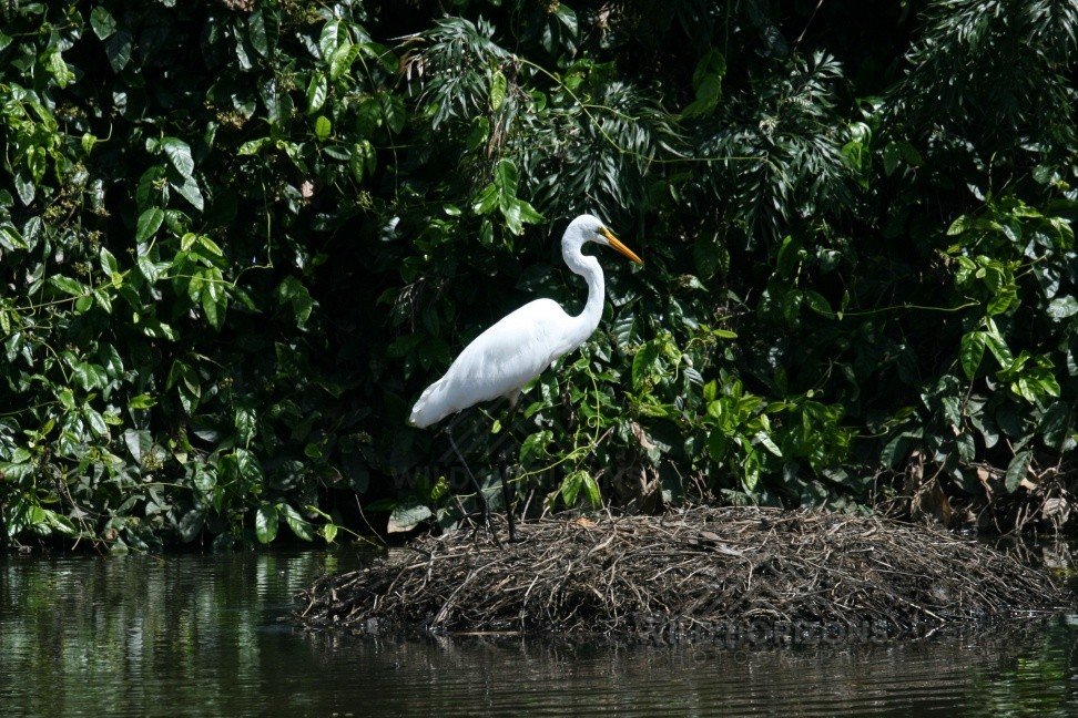 Great Egret Nesting in Wetland Vegetation. Jabiru, Northern Territory, Australia.