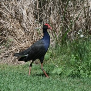 Purple Swamphen Walking Through Wetland Grass. Innisfail, Queensland, Australia.