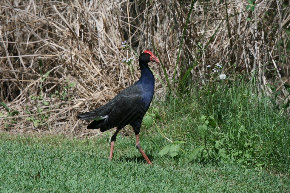 Purple Swamphen Walking Through Wetland Grass. Innisfail, Queensland, Australia.